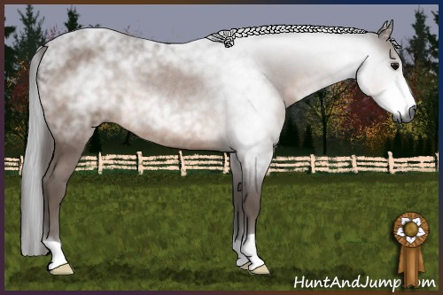 Horse Color:Gray Bay Rabicano 
