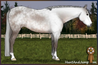 Horse Color:Gray Bay Rabicano 