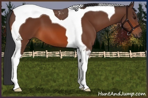 Horse Color:Bay Tobiano 