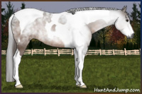 Horse Color:Gray Bay Tobiano Rabicano 