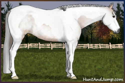 Horse Color:Gray Bay Tobiano Rabicano 