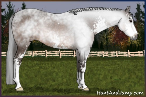 Horse Color:Gray Bay Sabino Rabicano 