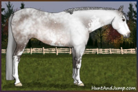Horse Color:Gray Bay Sabino Rabicano 
