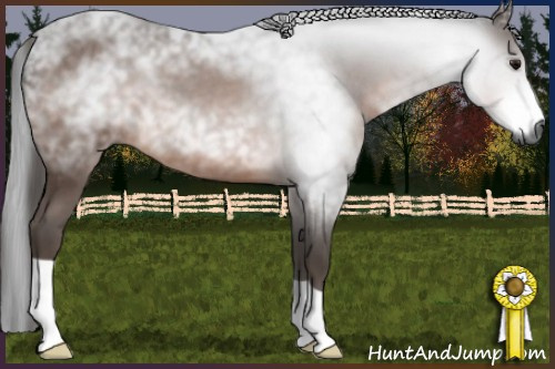 Horse Color:Gray Bay 