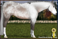 Horse Color:Gray Bay 