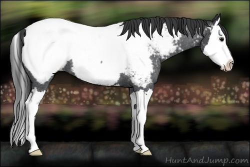Horse Color:Blue Roan Splash Appaloosa 
