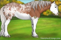 Horse Color:Silver Bay Ice Splash 