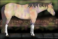 Horse Color:Nacre Buckskin Rabicano 