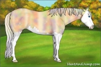 Horse Color:Nacre Gold Cream Champagne Dun Splash 
