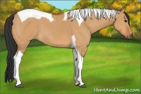 Horse Color:Bay Dun Tobiano
