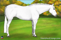 Horse Color:Gray Black Tobiano Near Fewspot 