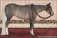 Horse Color:Liver Chestnut Rabicano 