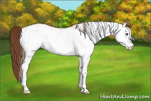 Horse Color:White Spotted Chestnut 