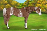 Horse Color:White Spotted Chestnut 