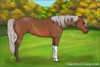 Horse Color:Silver Bay 