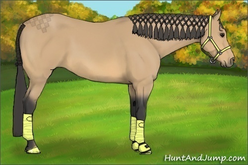 Horse Color:Buckskin 