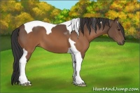 Horse Color:Buckskin Tobiano