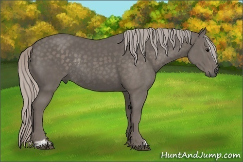 Horse Color:Silver Black Sabino Rabicano 