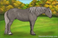 Horse Color:Silver Black Sabino Rabicano 