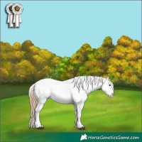Horse Color:Liver Red Dun Splash Appaloosa