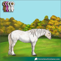 Horse Color:Chocolate Palomino Roan Dun  and Chocolate Palomino Roan Blanket 