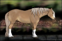 Horse Color:Palomino