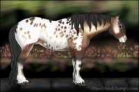 Horse Color:Brown Onyx Sabino Blanket Rabicano 