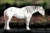 Horse Color:White Spotted Brown Dun Blanket  and White Spotted Brown Roan Dun Blanket Rabicano 