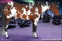 Horse Color:White Spotted Brown Appaloosa 