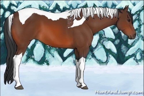 Horse Color:Bay Sabino Tobiano 