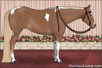 Horse Color:Chestnut Sabino Tobiano Rabicano 