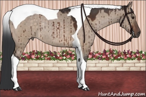 Horse Color:Brown Dun Tobiano Rabicano 