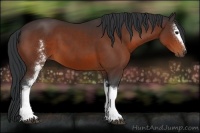Horse Color:White Spotted Brown 
