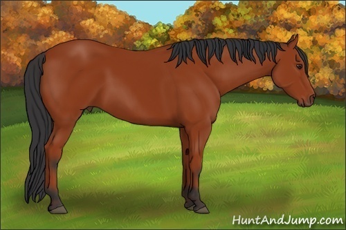 Horse Color:Bay 
