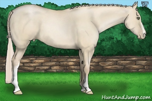 Horse Color:White Spotted Palomino Pearl Dun Sabino