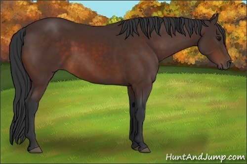 Horse Color:Brown 