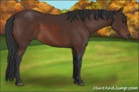 Horse Color:Brown 