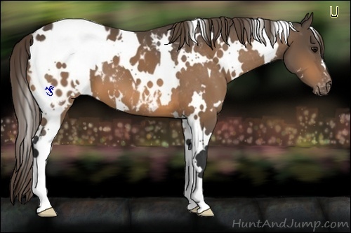 Horse Color:White Spotted Buckskin Appaloosa 