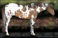 Horse Color:White Spotted Buckskin Appaloosa 