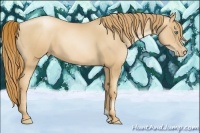 Horse Color:Gold Champagne Pearl