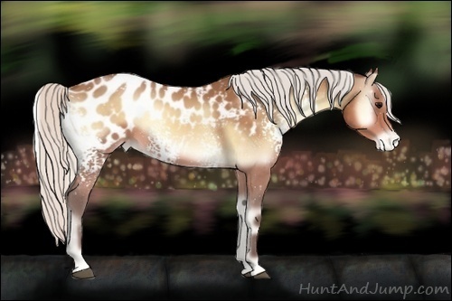 Horse Color:White Spotted Silver Buckskin Onyx Appaloosa 
