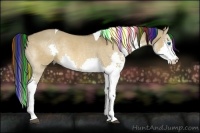 Horse Color:Painted Bay Dun Splash Tobiano 