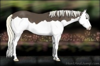 Horse Color:Liver Chestnut Splash