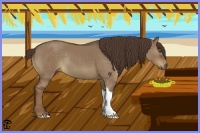 Horse Color:Liver Red Dun Rabicano 