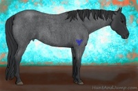 Horse Color:Blue Roan 