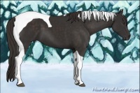 Horse Color:Liver Chestnut Tobiano 