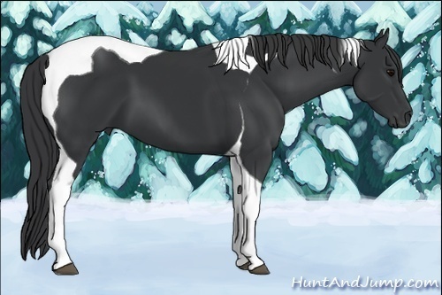 Horse Color:Black Tobiano 