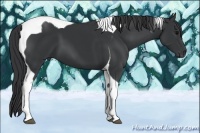Horse Color:Black Tobiano 
