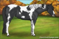 Horse Color:Black Tobiano Frame Appaloosa 