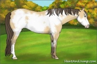 Horse Color:Amber Cream Champagne Frame